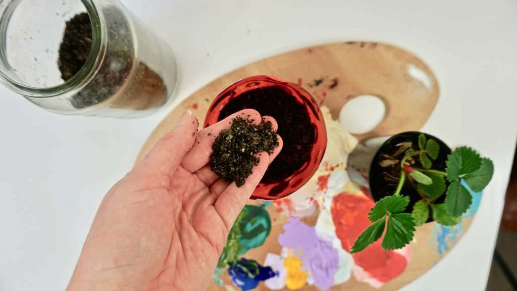 A pot plant with a hand holding some dirt above it. 