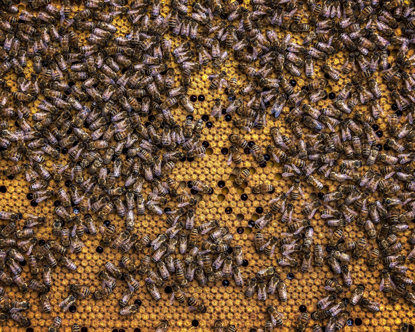 Bee swarming in a hive