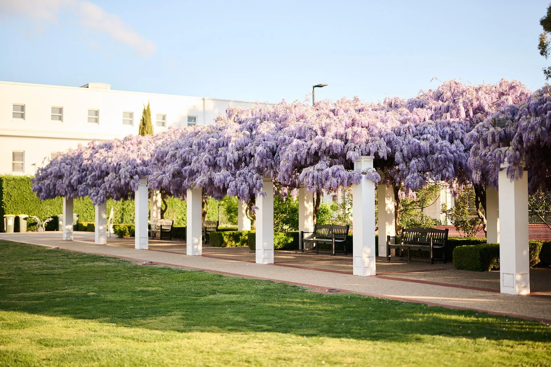 The wisteria walk in the gardens of Old Parliament House.