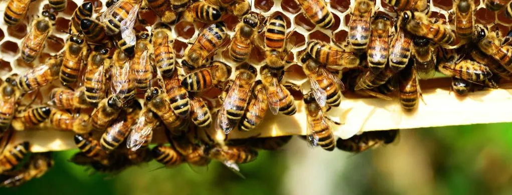 A group of bees on a hive honeycomb.