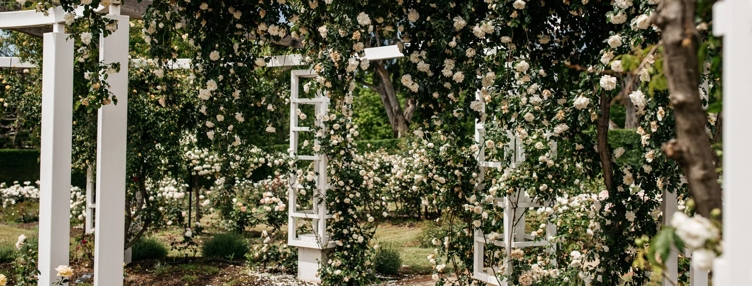 The corner of a pergola with white timber covered in trails of white flowers. 