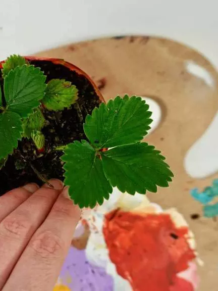 A pot plant above a paint palette. 