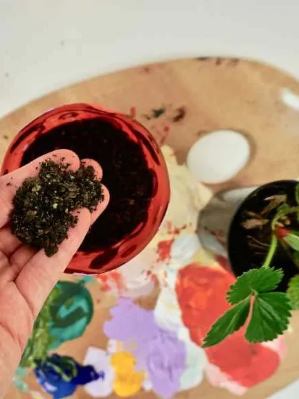 A pot plant with a hand holding some dirt above it. A pot plant with a hand holding some dirt above it.