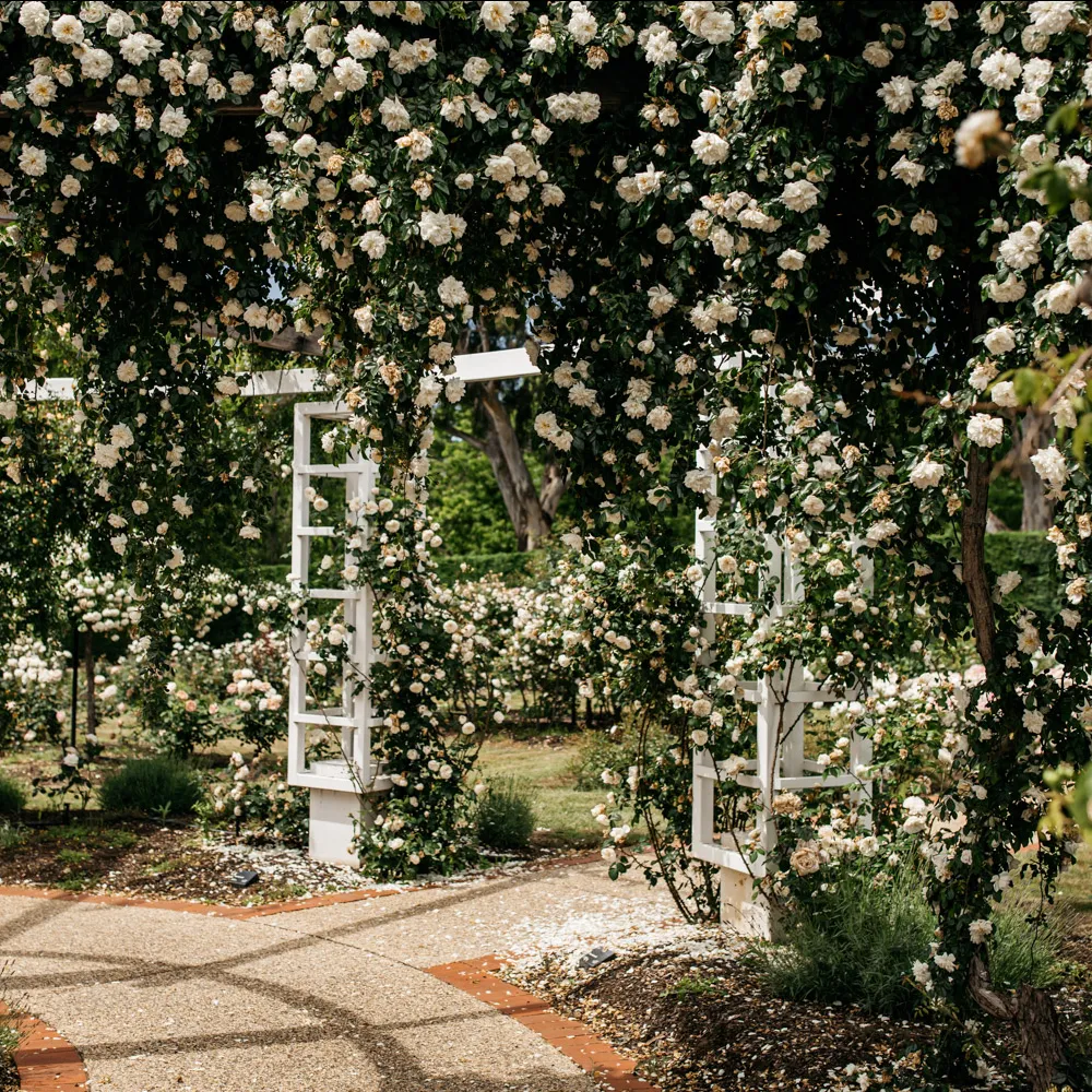 The corner of a pergola with white timber covered in trails of white flowers. 